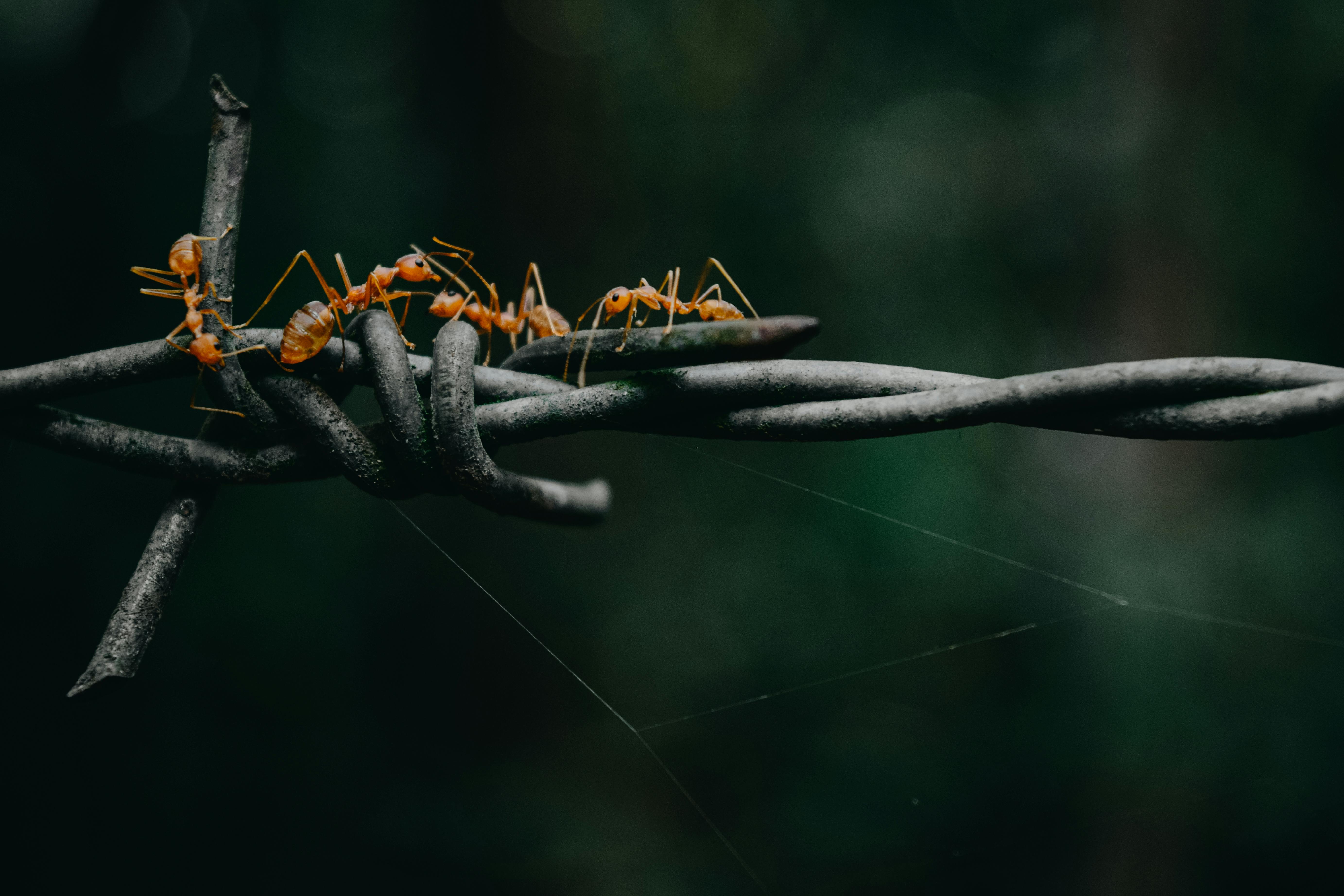 Four red ants on barbed wire